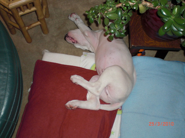 Radja in zijn favoriete slaaphouding