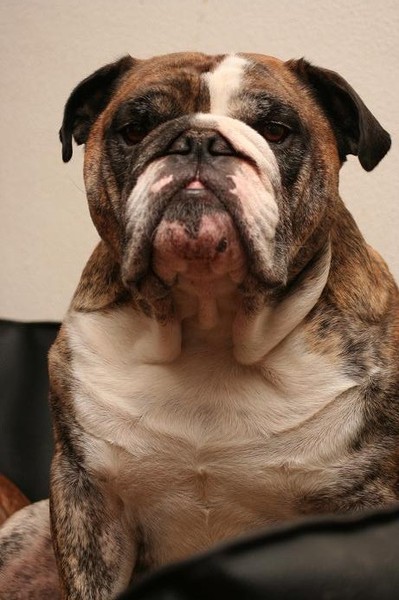 Engelse Bulldog