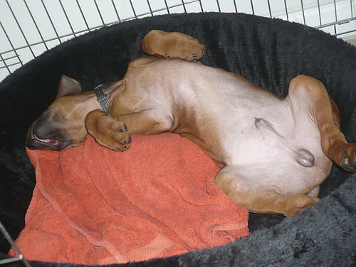 Tweede kerstdag = lekker luieren