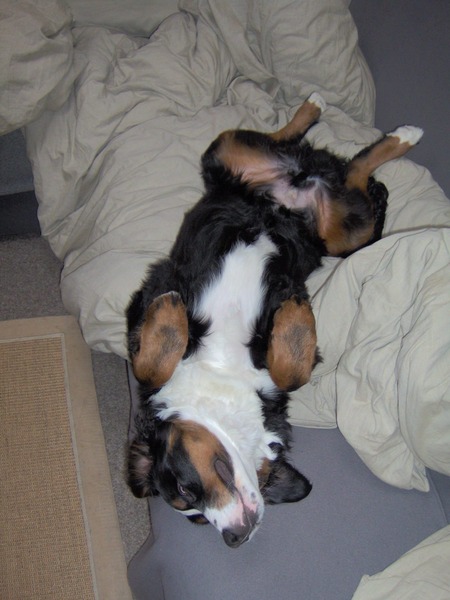 Aiko op zijn rug in de zetel.