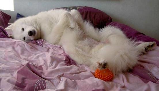 Moeder zonder pupjes.