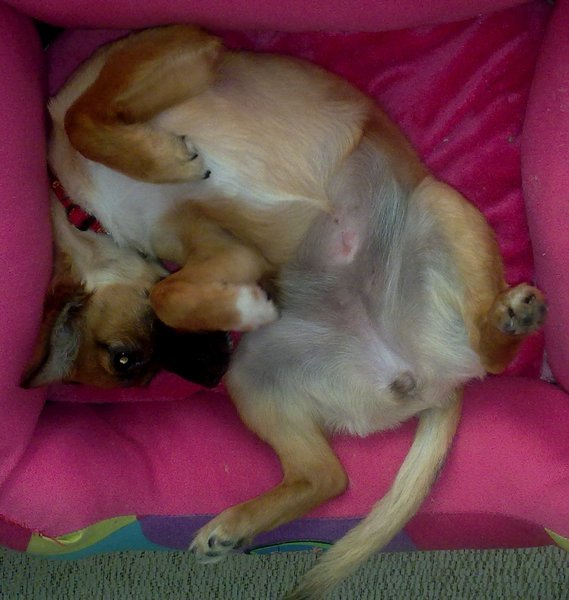 Luna op haar rug helemaal opgerold