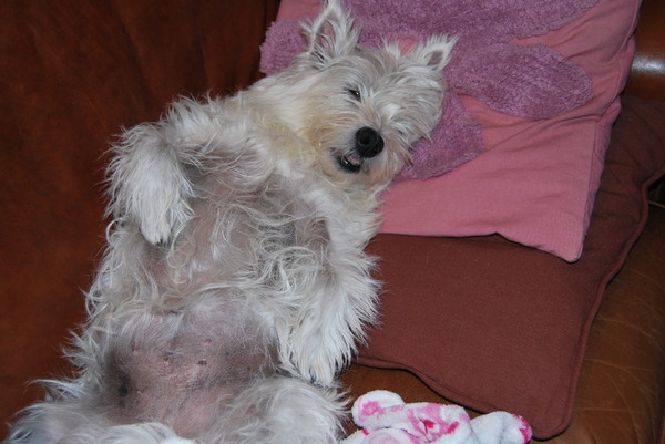 Iggy+, lekker aan het slapen op de bank.