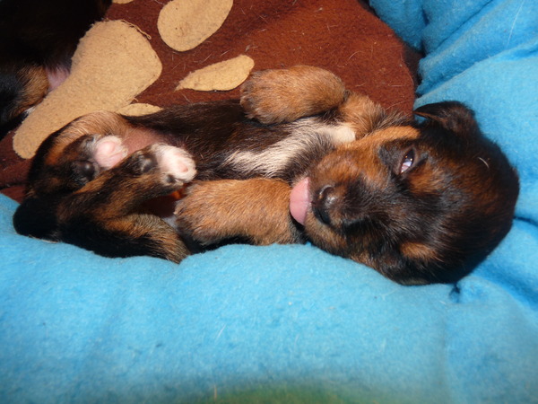 Kleine beer aan het slapen