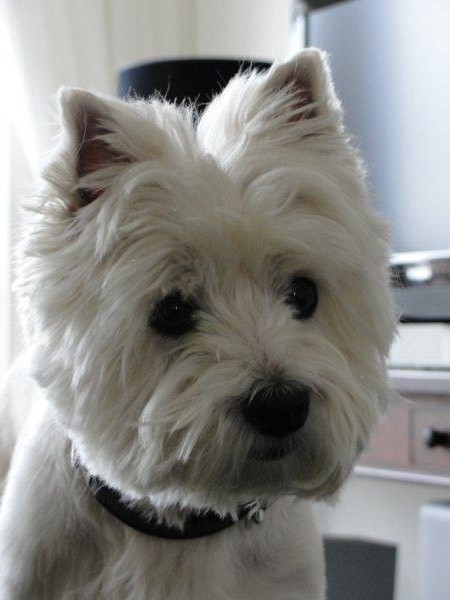 West Highland White Terrier
