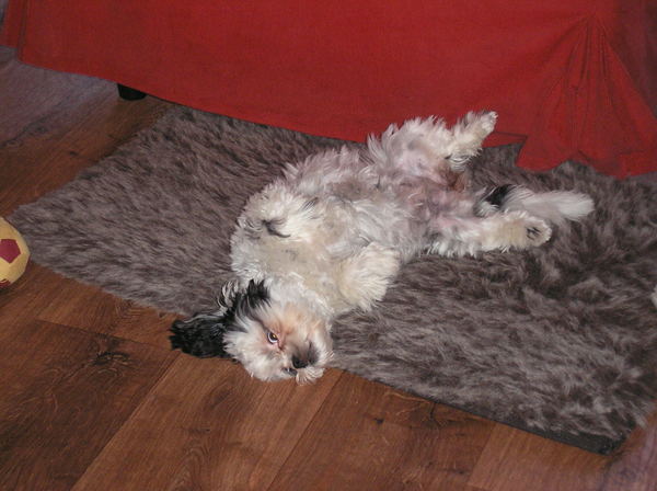 Angel op haar rug met scheve kop