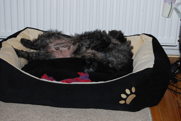 Chelsea liggend op haar rug.