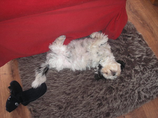 Angel ligt op zijn rug met scheve kop