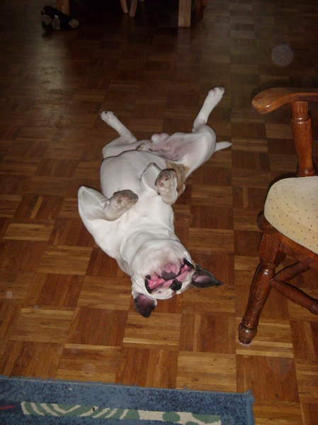 lomperd lig onderste boven