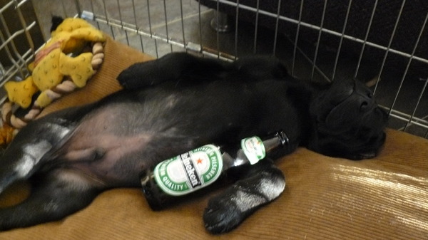 Heerlijk Helder Zat!