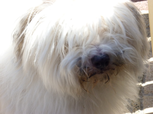 Coton de Tulear