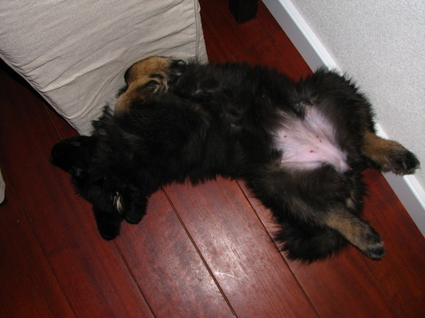 Tibetaan aan het slapen