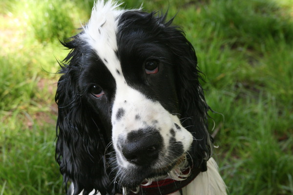 Engelse Cocker Spaniel