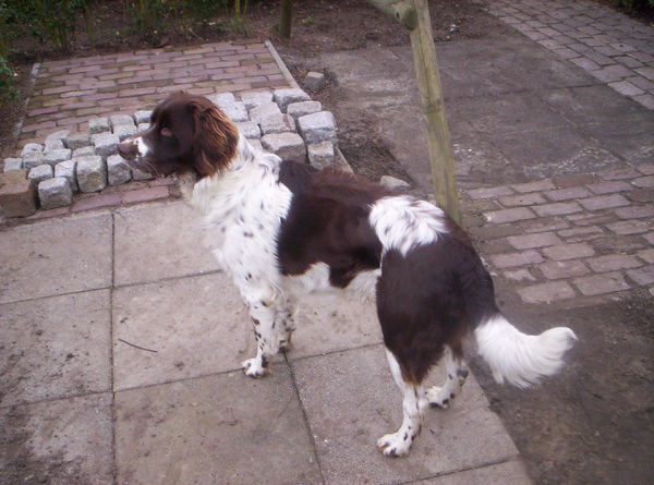 Duitse Staande Hond, Langhaar