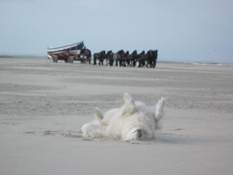 Nuka neemt een zandbad