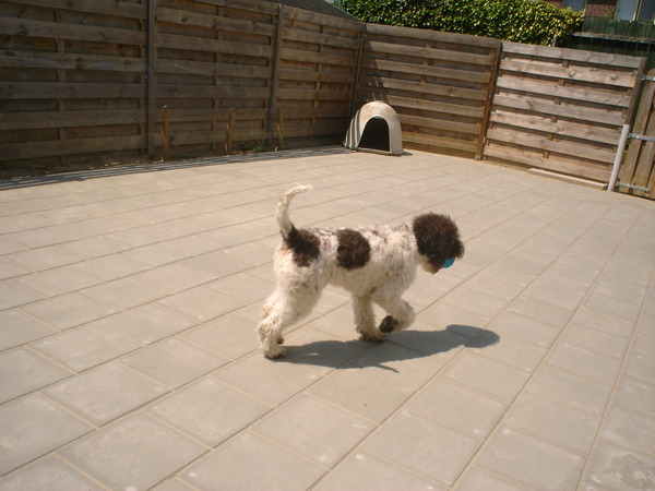 Lagotto Romagnolo
