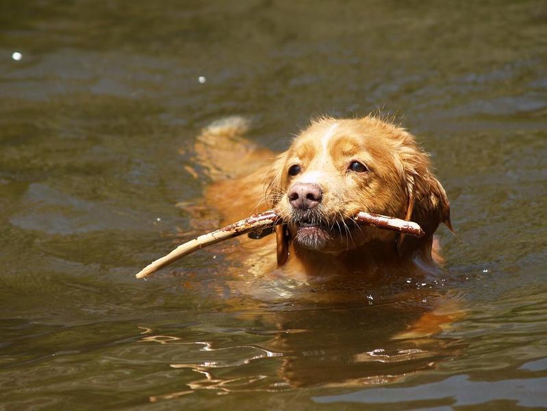 Nova Scotia Duck Tolling Retriever