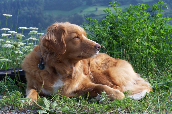 Nova Scotia Duck Tolling Retriever