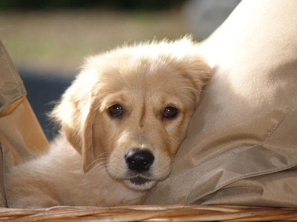 Golden Retriever
