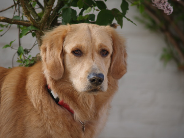 Golden Retriever
