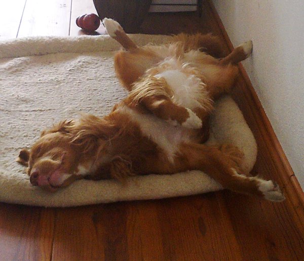 lekker ongegeneerd liggen slapen!!!!