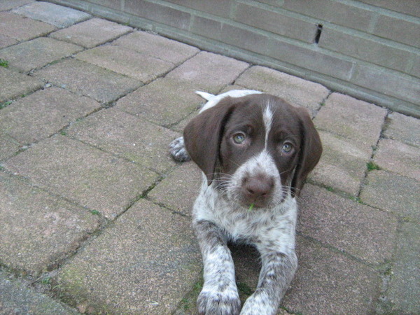 Duitse Staande Hond, Korthaar