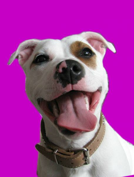 Staffordshire Bull Terrier