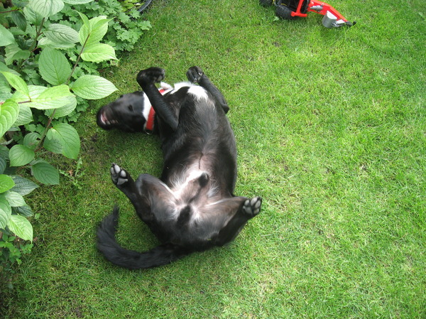 Hoeze extra kronkeling?