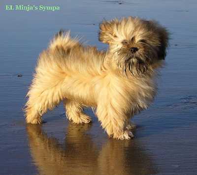 Lhasa Apso
