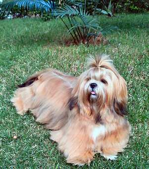 Lhasa Apso