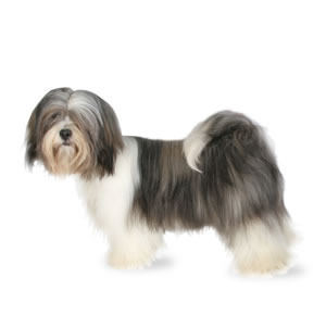 Lhasa Apso
