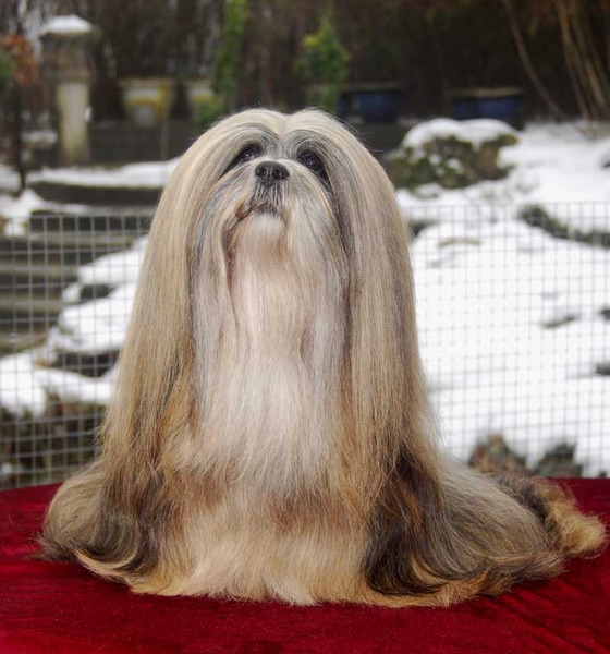 Lhasa Apso