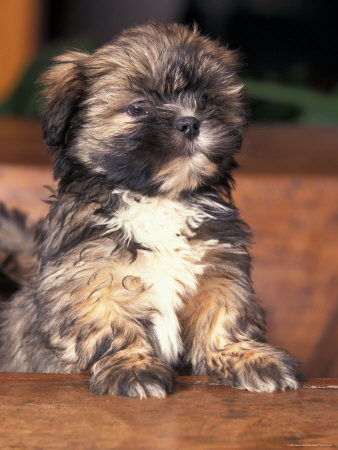 Lhasa Apso
