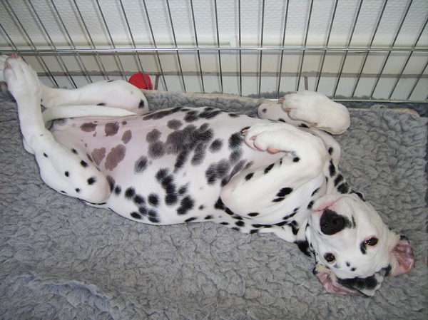 Jemen 15 weken oud....