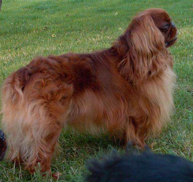 King Charles Spaniel