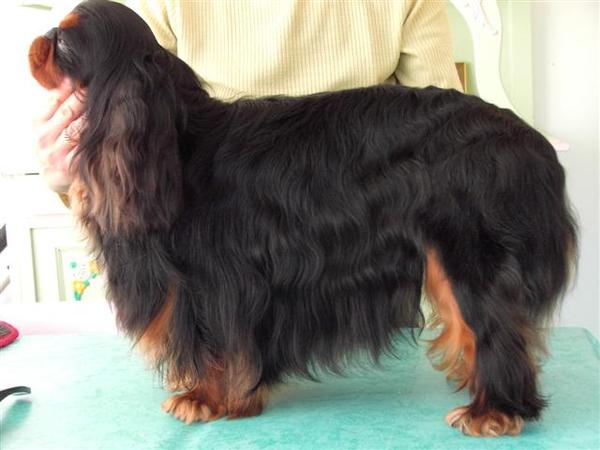King Charles Spaniel