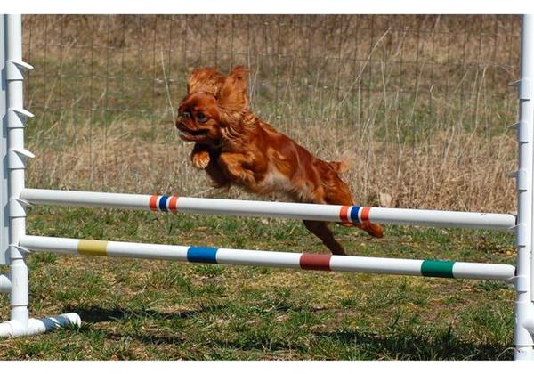 King Charles Spaniel