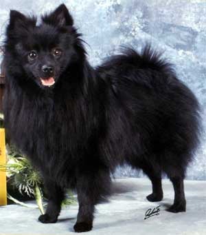 Keeshond, Middenslag