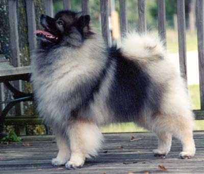 Keeshond, Middenslag