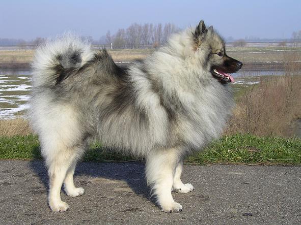Keeshond, Middenslag