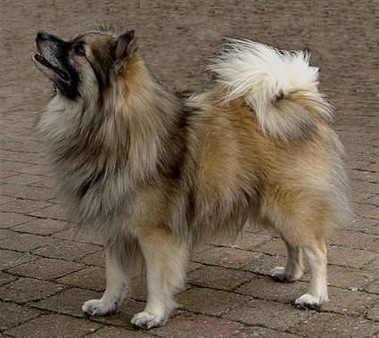 Keeshond, Middenslag