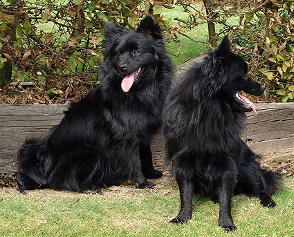 Keeshond, Middenslag