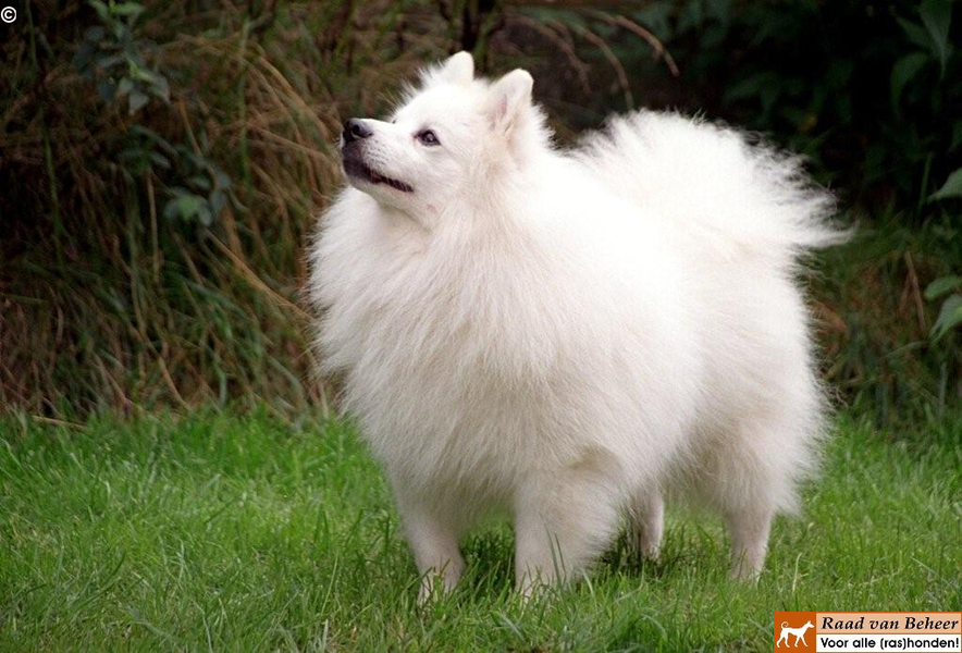 Keeshond, Middenslag