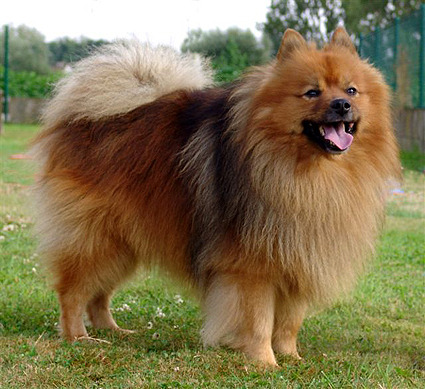 Keeshond, Middenslag