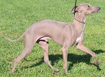 Italiaans Windhondje