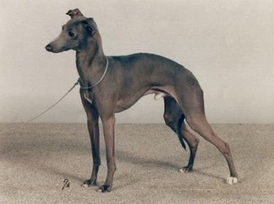 Italiaans Windhondje