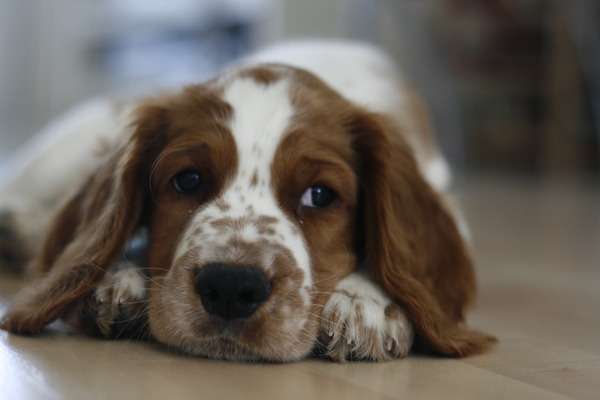 Welsh Springer Spaniel