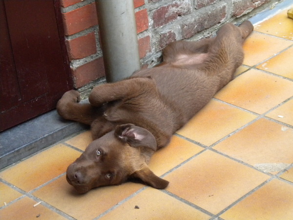 Laïka op haar ruggetje