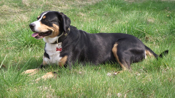 Entlebucher Sennenhond