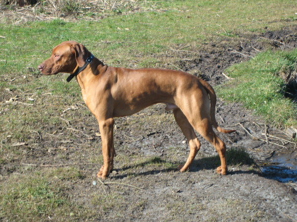 Rhodesian Ridgeback
